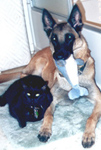 Photo of Cat and Dog