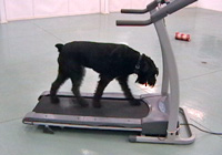 Dog on Treadmill