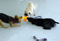 Photo of 3 dogs playing