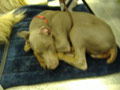 Dog sleeping at pet show